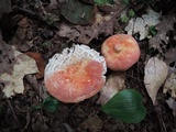 Russula flavisiccans image