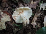 Russula flavisiccans image