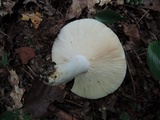 Russula flavisiccans image