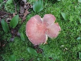 Russula flavisiccans image