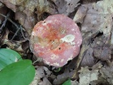 Russula flavisiccans image