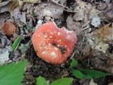 Russula flavisiccans image