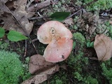 Russula flavisiccans image