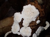Earliella scabrosa image