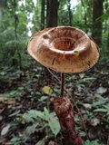 Lentinus velutinus image