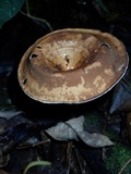 Lentinus velutinus image