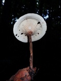 Lentinus velutinus image
