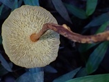 Xeromphalina tenuipes image