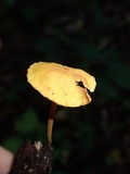 Xeromphalina tenuipes image