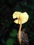 Xeromphalina tenuipes image