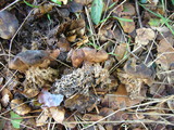 Scleroderma macrorhizon image