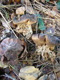 Scleroderma macrorhizon image