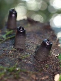 Camillea mucronata image