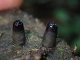 Camillea mucronata image