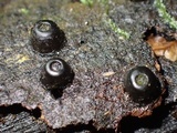 Camillea cyclops image