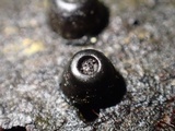 Camillea cyclops image