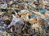 Scleroderma macrorhizon image
