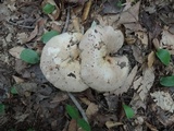 Lactarius argillaceifolius image