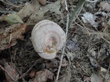 Lactarius pyrogalus image