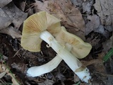 Entoloma flavifolium image