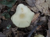 Entoloma flavifolium image
