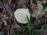 Entoloma flavifolium image