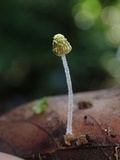 Mycena chloroxantha image