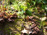 Thelephora terrestris image