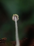 Mycena chloroxantha image