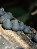 Phylacia poculiformis image