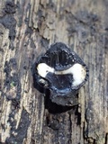 Phylacia poculiformis image