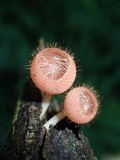 Cookeina tricholoma image