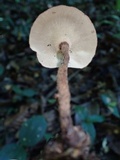 Lentinus velutinus image