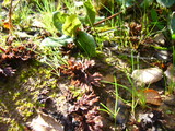 Thelephora terrestris image