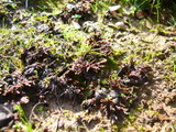 Thelephora terrestris image