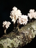 Xylocoremium flabelliforme image