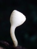 Cookeina speciosa image