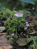Mycena purpureofusca image