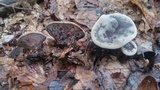 Hydnellum spongiosipes image