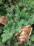 Gymnopus luxurians image