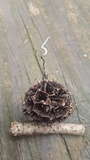 Xylaria liquidambaris image