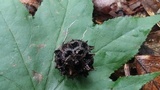 Xylaria liquidambaris image