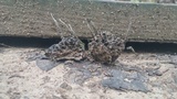 Xylaria liquidambaris image