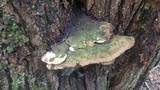 Oxyporus populinus image