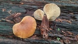 Tapinella atrotomentosa image