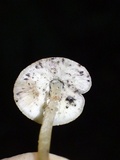Hydropus nigrita image