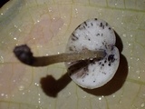 Hydropus nigrita image