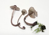 Mycena purpureofusca image