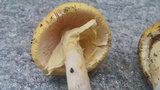Amanita banningiana image