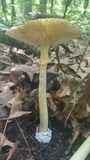 Amanita banningiana image